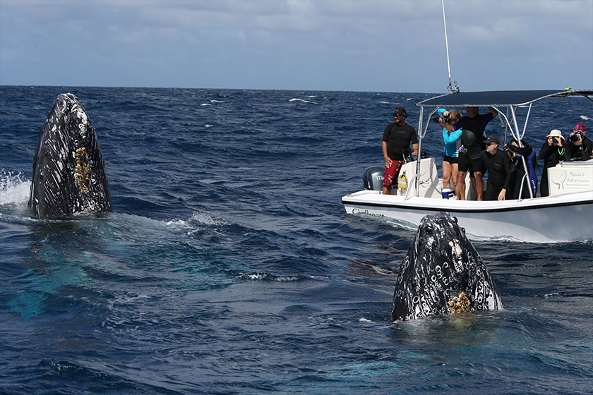 Swim with Humpback Whales, Dominican Republic | Aquatic Adventures