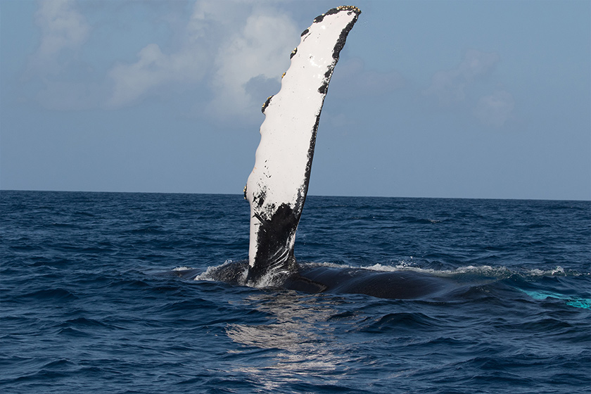 Humpback Whale Slapping